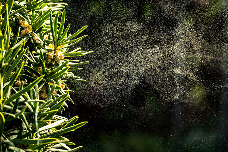 A cloud of pollen released from a pine tree branch.