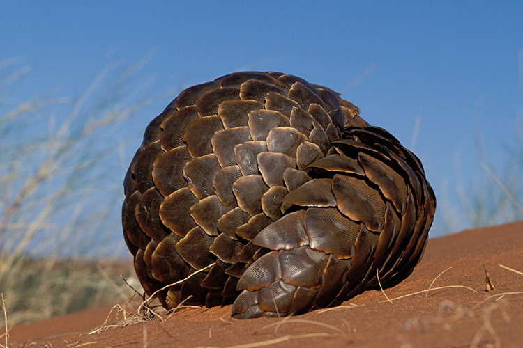 A curled up pangolin resting in the sand.