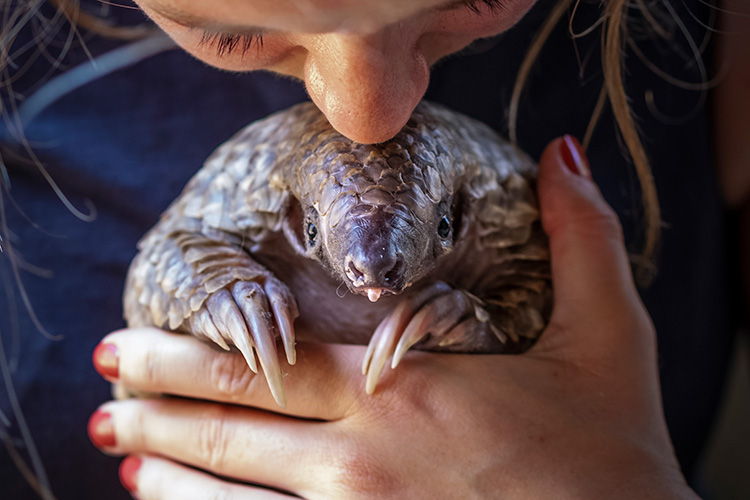 A woman holds a pangolin in her hands and kisses it on the back of its head.