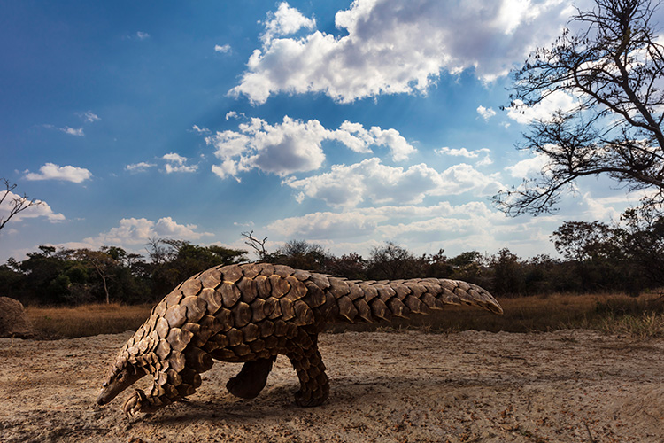 A pangolin walking through the savannah on a beautiful day.