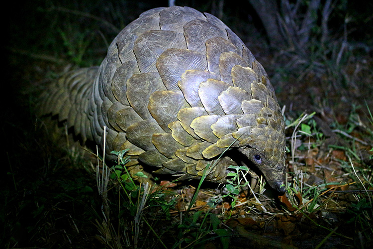 A pangolin in the forest at night.