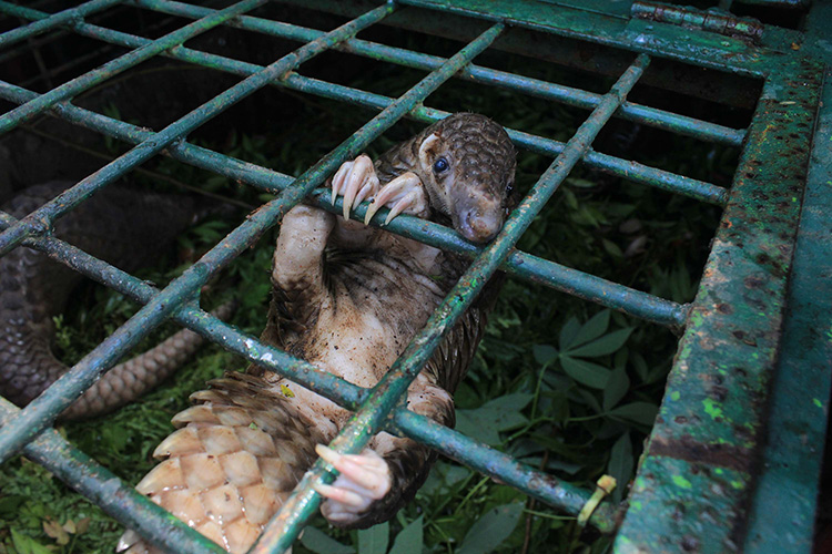 A pangolin hanging upside down from the top of a cage, sticking its head out between the bars.