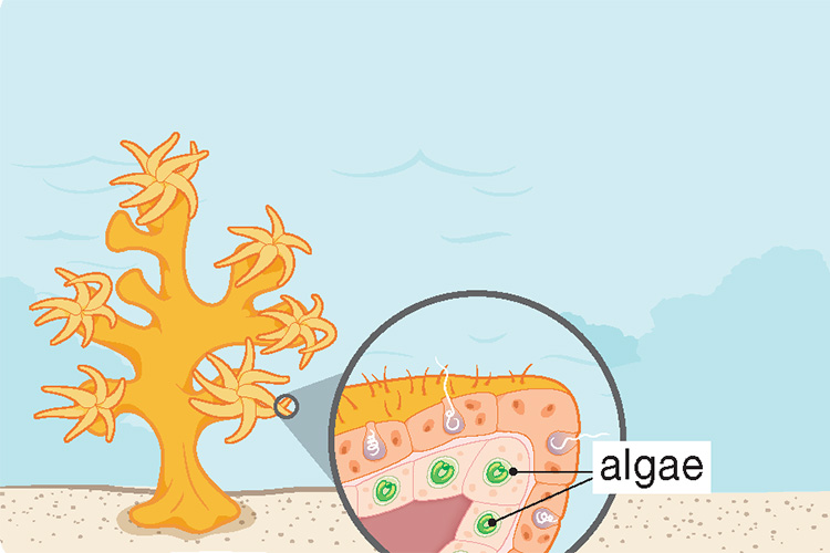 Diagram of a coral cross-section, with algae living inside.