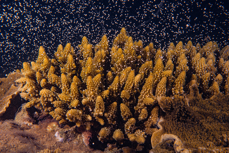 Thousands of coral larvae break off a reef.