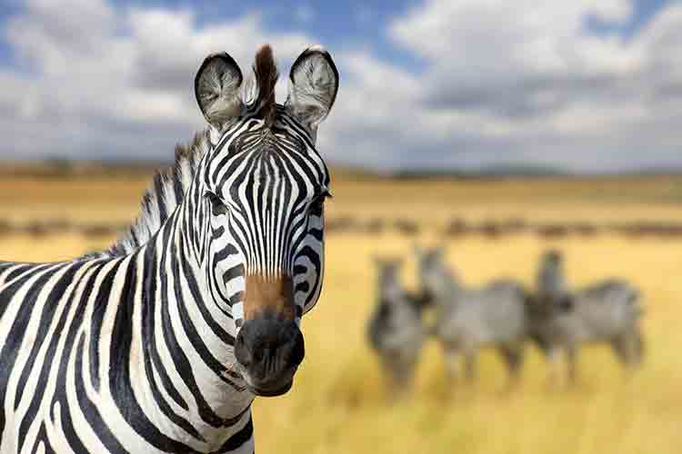 A beautiful zebra on the savannah.