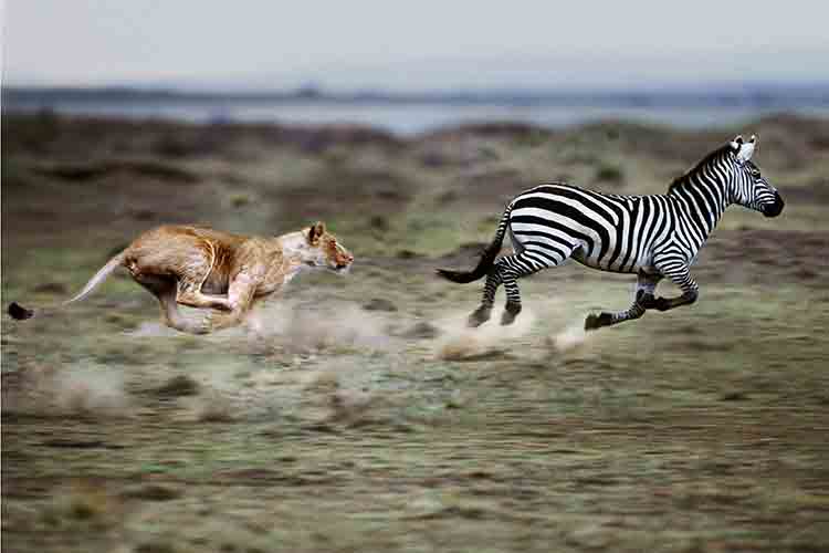 On the savannah a lioness chases a zebra.