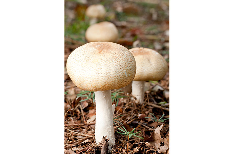 A group of mushrooms on the ground.