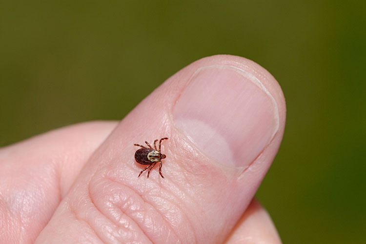 A close-up of a tick on a thumb.