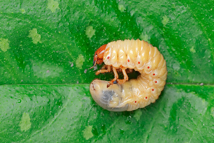 A curled larva on a leaf.