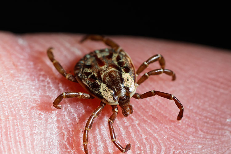 A magnified tick on a human finger.