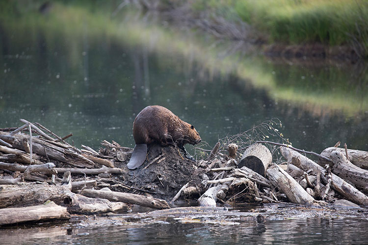 Beaver on top of its dam