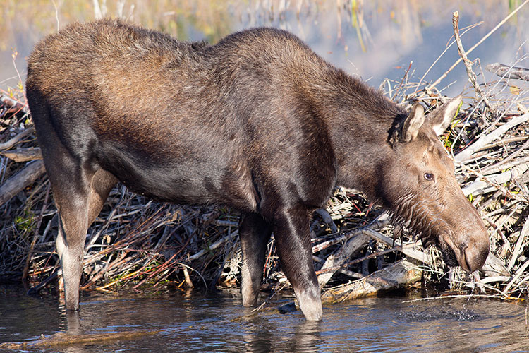 Female moose next to beaver dam