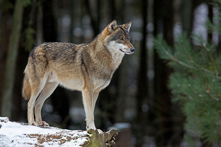 Wolf on snowy ground