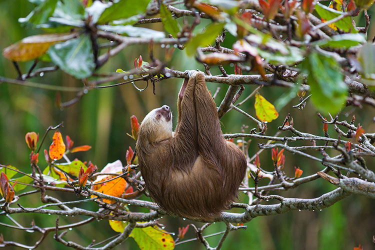 A sloth hanging onto a tree branch