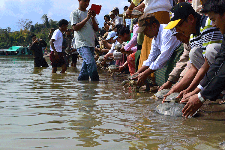 People releasing turtles into water