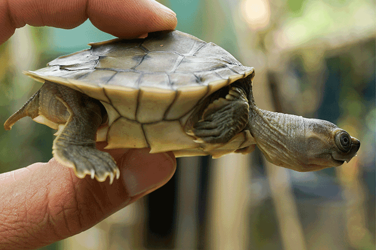 Hand holding a baby turtle