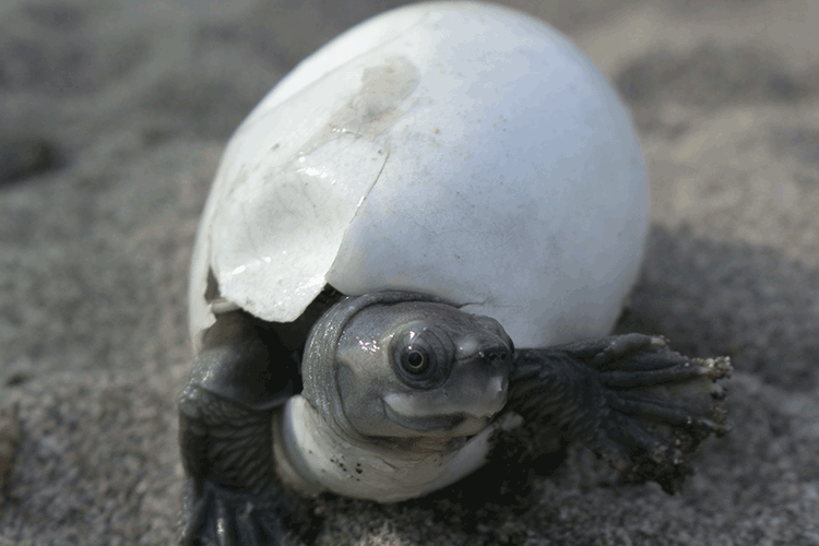 Baby turtle breaking out of its egg