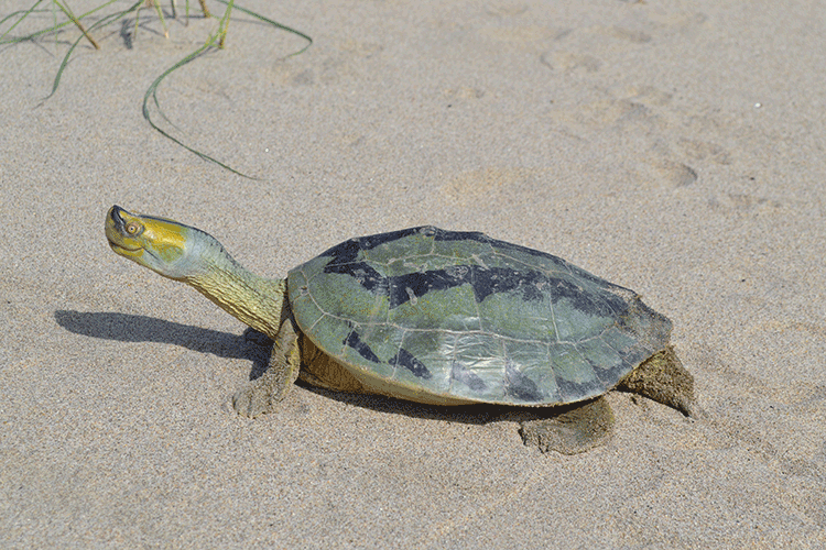 Turtle on the sand