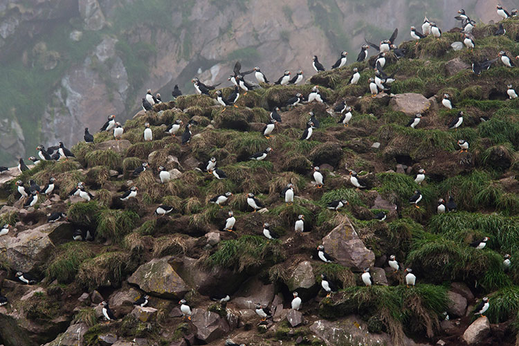 A large gathering of birds on a rocky landscape