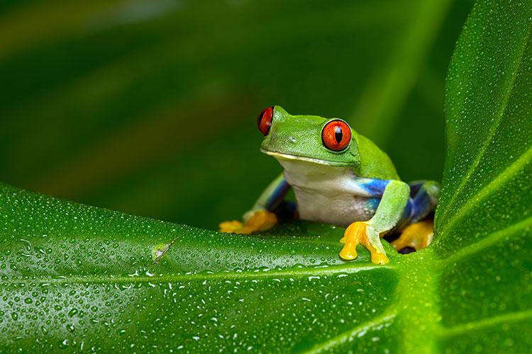 Colorful tree frog sitting on a leaf