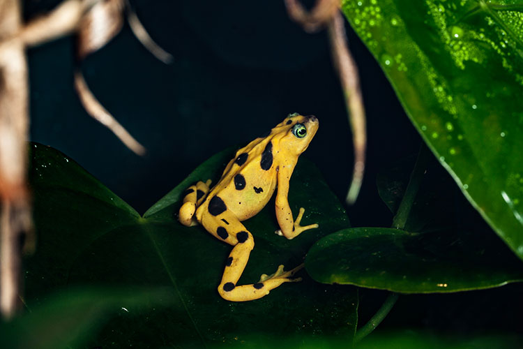 Yellow frog with brown spots on a leaf