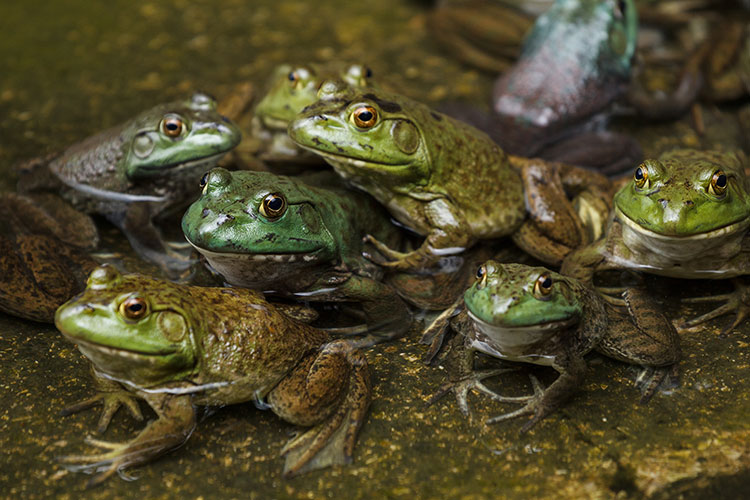 A group of frogs