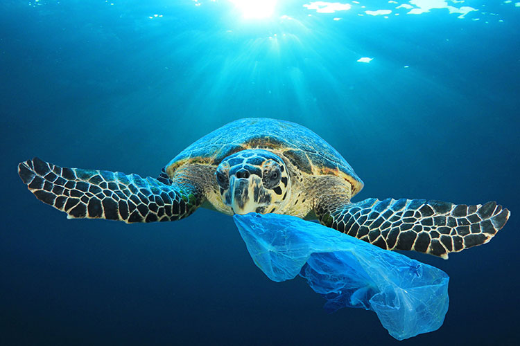 Sea turtle with a plastic bag in its mouth