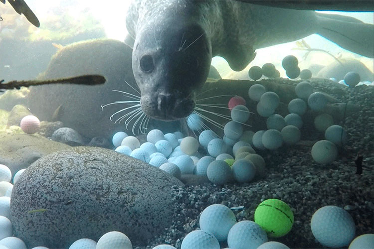 A seal swimming above an ocean floor covered in golf balls