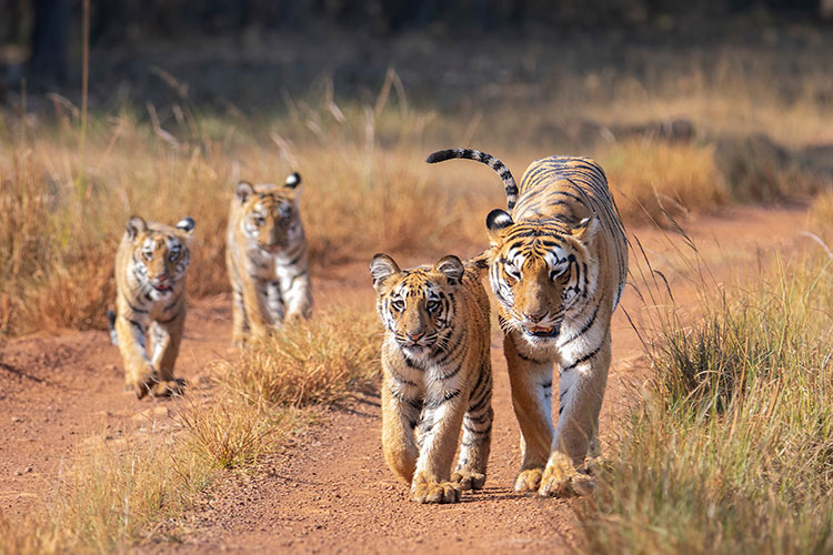 An adult tiger with three cubs