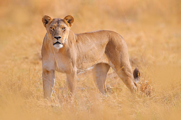 A lioness in a field