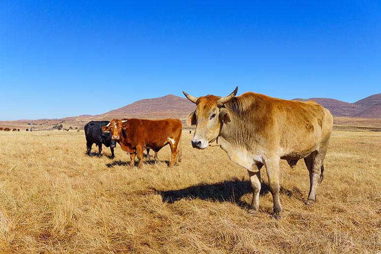 Cows in a field