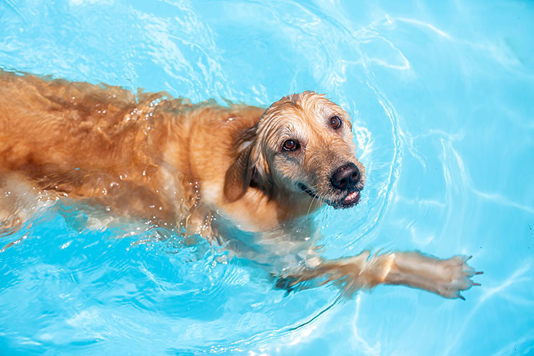 Dog swimming