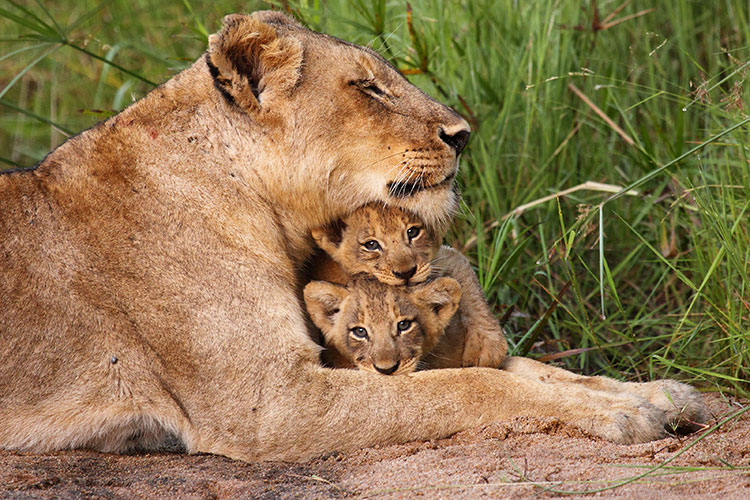 A lioness lying down with her head propped on two cubs