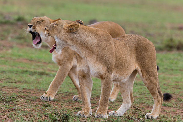 Two lionesses walking next to eachother, both yawning