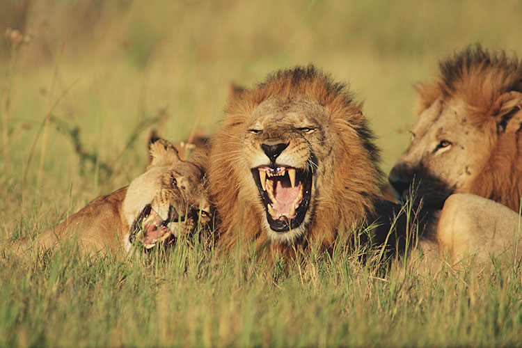 Three lions lying together, two of them yawning