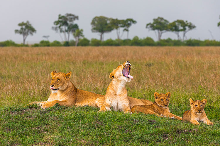 Two lionesses and two cubs lying in the savanna, one of them yawning