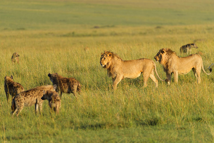 Lions and hyenas standing in the savanna