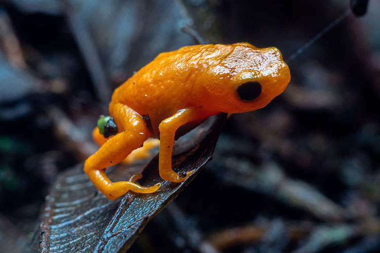 Tiny orange frog