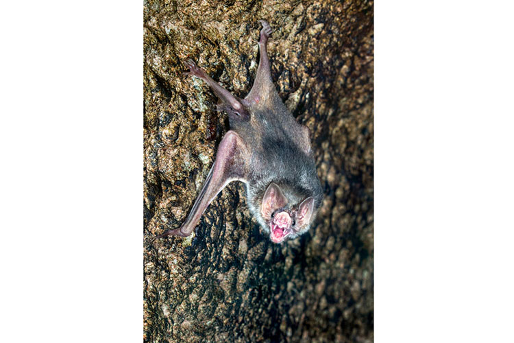 Bat on cave wall