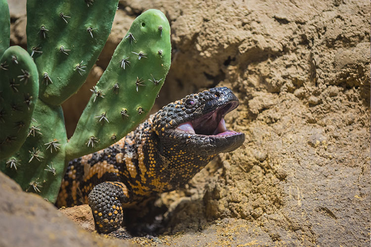 Lizard in the desert 