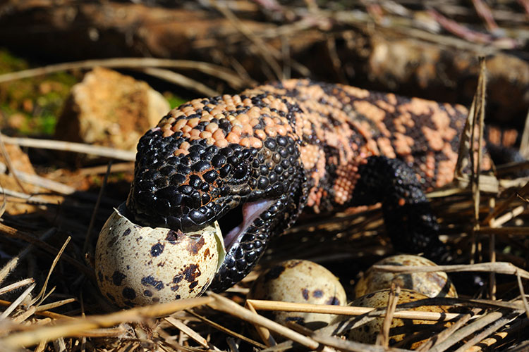 Lizard eating an egg 