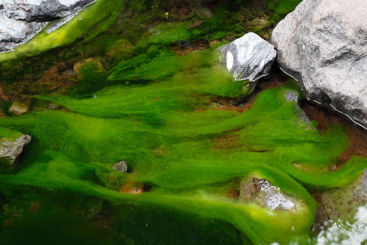 Photo of algae