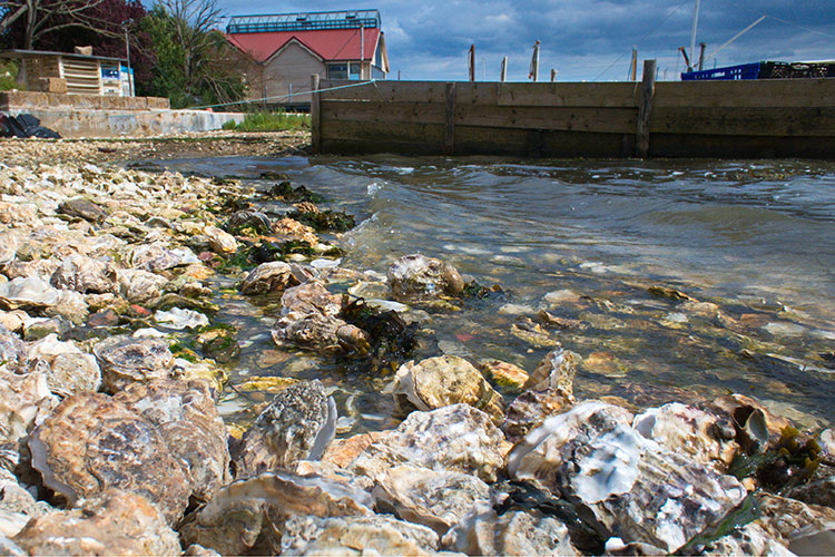 Photo of oysters on the water&apos;s edge