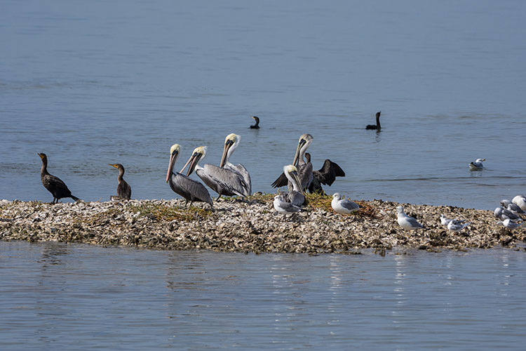 Photo of pelicans and seagulls sitting on a small island in the water