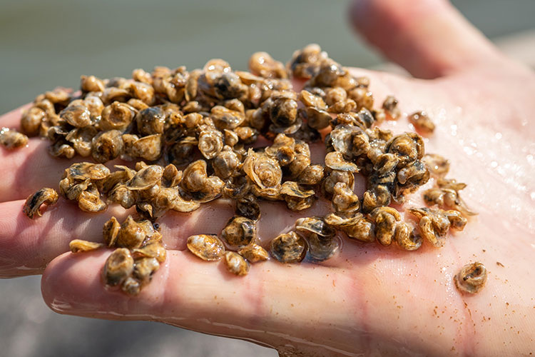 Photo of a hand holding oyster larvae