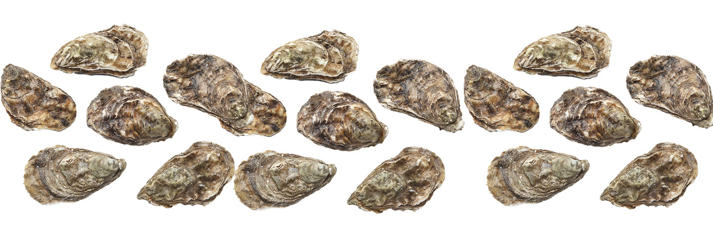 Image of oysters