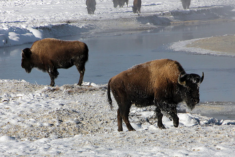 Photo of buffalo