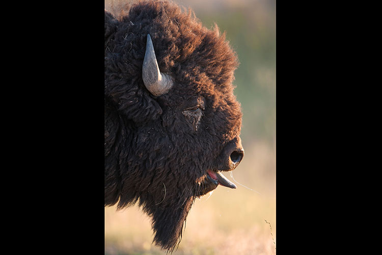 Photo of a buffalo sticking its tongue out