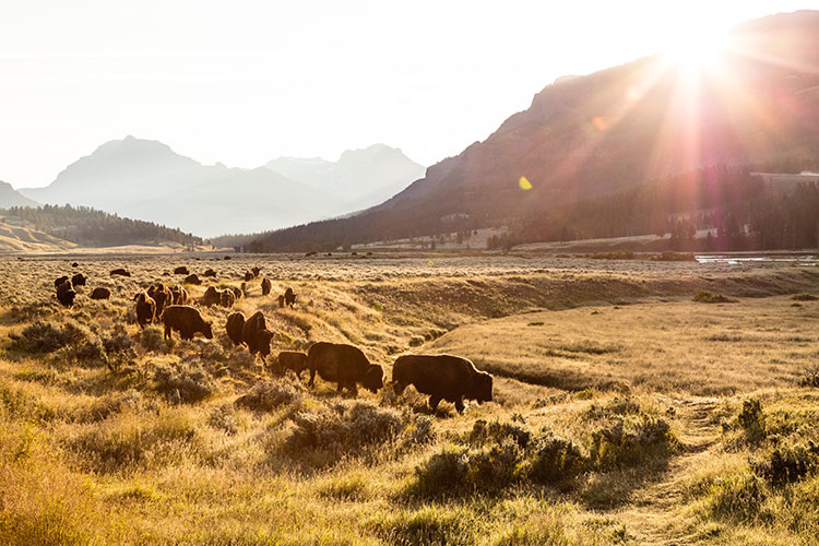 Photo of buffalo walking in a grassy landscape with mountains in distance