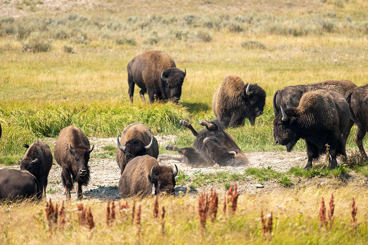 Photo of buffaloes gathered in a field